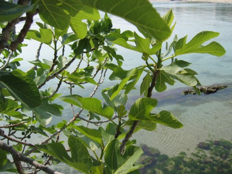 slider image